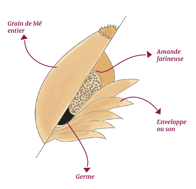 Grain de blé