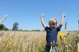 Day in the fields